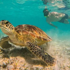 Snorkeling from Gili Trawangan Lombok: Join Group 4-Hour Trip